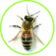 Insektgift fra bier, hvepse, gedehamse eller humlebier